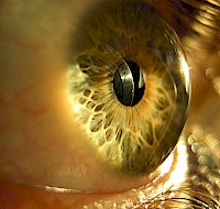 The Mechanics Of Eyesight